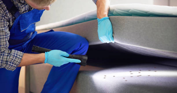 Best Ant Control Services  in Hampton, AR