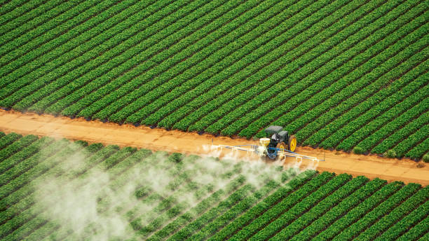 Best Pest Removal Services  in Hampton, AR